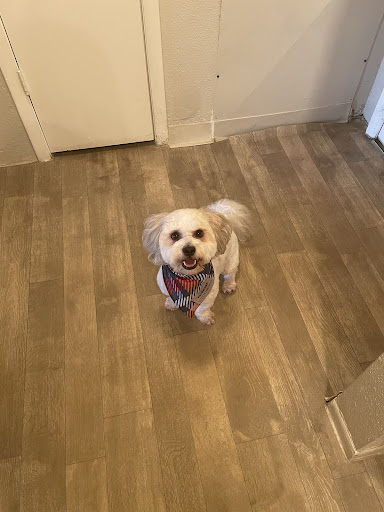 Pet Supply Store «PetSmart», reviews and photos, 7850 W Commercial Blvd, Lauderhill, FL 33351, USA