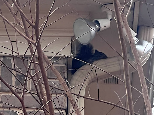 Animal Control Service «Xceptional Wildlife Removal», reviews and photos