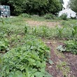 Paradise Community Garden