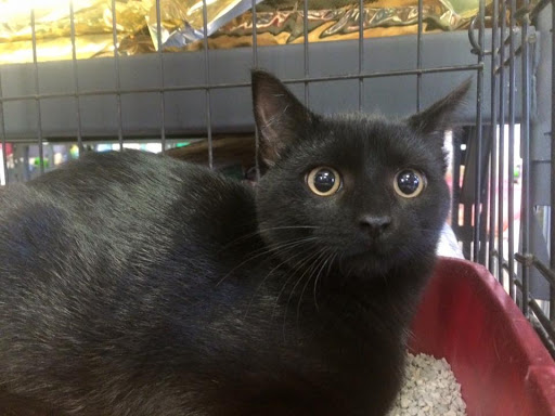 Pet Store «Pets of Portage», reviews and photos, 2219 W Wisconsin St, Portage, WI 53901, USA