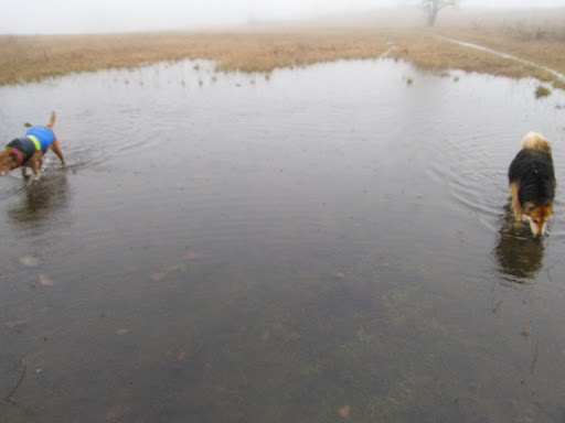 Park «Powell Butte Nature Park», reviews and photos, 16160 SE Powell Blvd, Portland, OR 97236, USA