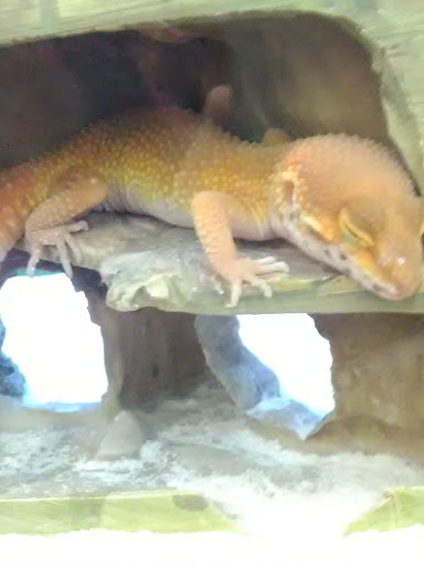 Pet Supply Store «Petco Animal Supplies», reviews and photos, 16417 Merchants Ln, King George, VA 22485, USA