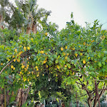 Photo n°5 de l'avis de Grazia.a fait le 11/07/2022 à 18:59 sur le  Reginna Palace Hotel à Maiori