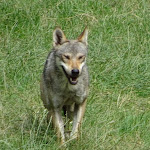 Photo n° 38 de l'avis de Islas.a fait le 05/07/2022 à 15:19 pour Parc de Courzieu à Courzieu