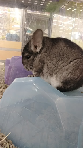 Pet Supply Store «Petco Animal Supplies», reviews and photos, 24413 Crenshaw Blvd #8, Torrance, CA 90505, USA