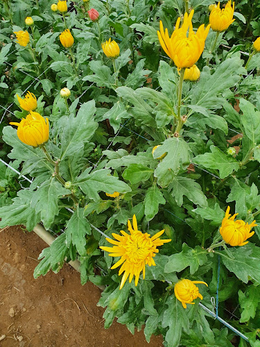 FRUTAS LEGUMES E FLORES ENTREGA AO DOMICILIO - Verdureiro