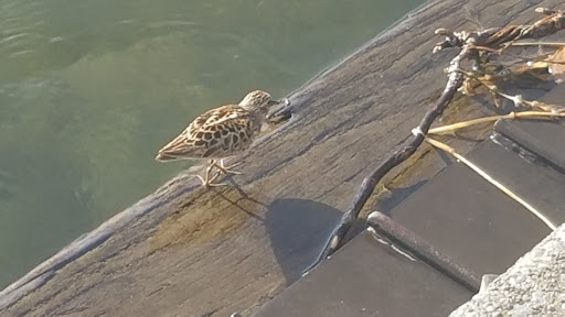 Park «Juanita Beach Park», reviews and photos, 9703 NE Juanita Dr, Kirkland, WA 98034, USA