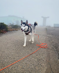 Noble Woof Dog Training PDX - Photo 6 - Car repair in Portland, OR, Portland