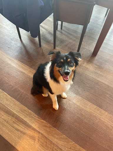 Kennel «Pampered Pets», reviews and photos, 601 Concord Ave, Charlottesville, VA 22903, USA