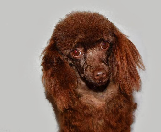 Eilat Toy Poodle Breeders- Puppies Available- Los Angeles