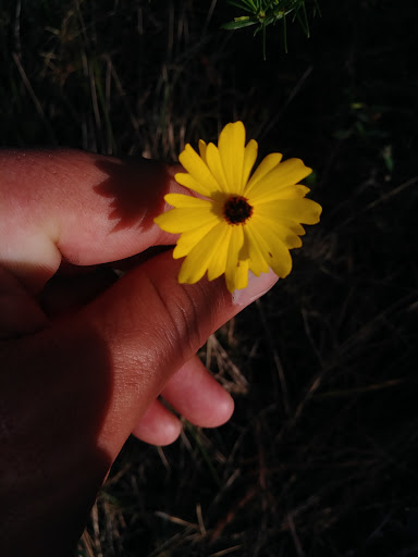 Park «Juno Dunes Natural Area», reviews and photos, 14501 US-1, Juno Beach, FL 33408, USA