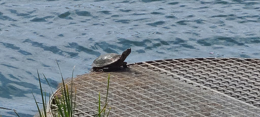 Memorial Park «E.B. Rains Jr. Memorial Park», reviews and photos, 11701 Community Center Dr, Northglenn, CO 80233, USA