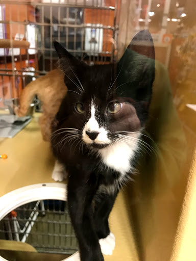 Pet Supply Store «PetSmart», reviews and photos, 157 Levittown Pkwy B, Levittown, PA 19055, USA