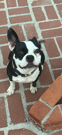Complete Obedience Dog Training - Photo 8 - Car repair in El Cajon, CA, El Cajon