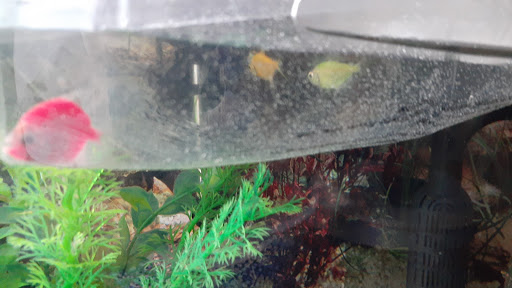 Pet Supply Store «Pet Supplies Plus», reviews and photos, 19295 West Rd, Woodhaven, MI 48183, USA