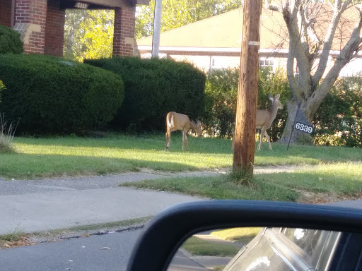 Country Club «Losantiville Country Club», reviews and photos, 3097 Losantiville Ave, Cincinnati, OH 45213, USA