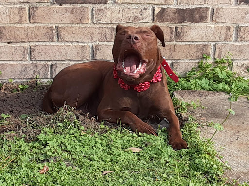 Pet Supply Store «Pet Supplies Plus», reviews and photos, 1704 Greenville Ave, Dallas, TX 75206, USA