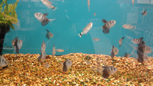 Pet Supply Store «Petco Animal Supplies», reviews and photos, 2434 W Brandon Blvd, Brandon, FL 33511, USA