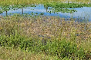 Everglades Wildlife Management Area - Water Conservation Area 2B image