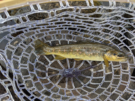 Fishing Store «Minturn Anglers», reviews and photos, 102 Main St, Minturn, CO 81645, USA