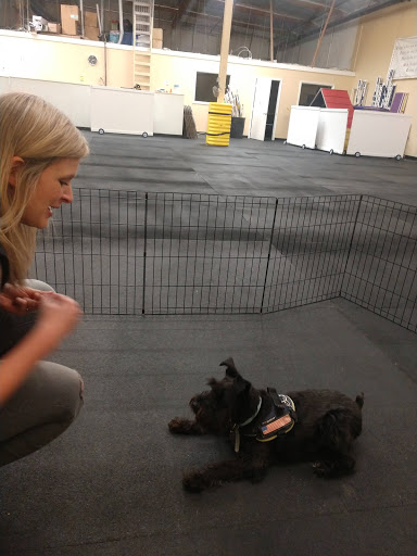 Wags & Wiggles image