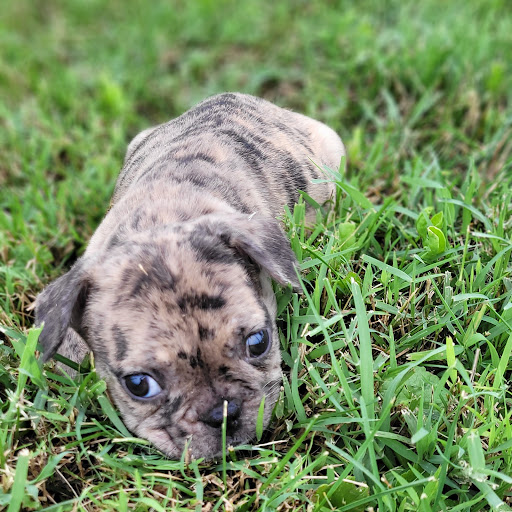 Pet Store «PV Pets», reviews and photos, 233 S Broadway, Pennsville, NJ 08070, USA