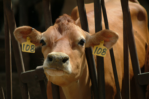 Golf Club «Turlock Golf and Country Club», reviews and photos, 10532 Golf Link Rd, Turlock, CA 95380, USA