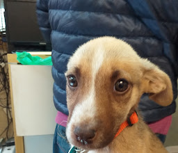 Veterinary Clinic Zuu photo