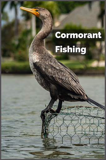 Canoe & Kayak Tour Agency «Osprey Bay Outdoors», reviews and photos, 160 N Belcher Rd, Clearwater, FL 33765, USA