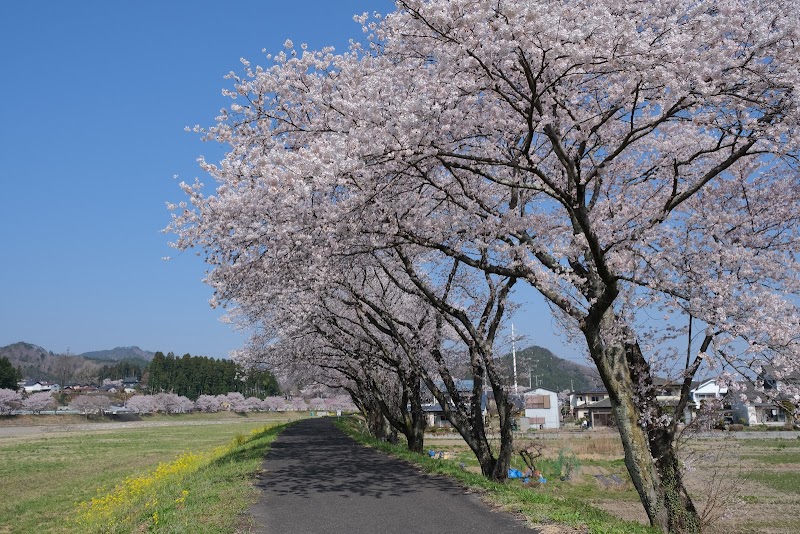 久慈川河川敷の桜並木