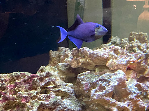 Pet Store «Aqua Hut», reviews and photos, 17424 Airline Hwy #7, Prairieville, LA 70769, USA