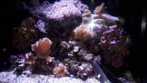 Park «Kawameeh Park», reviews and photos, 1750 Morris Ave, Union, NJ 07083, USA