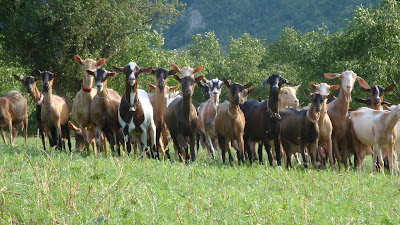 GAEC de BretteVieille à Brette