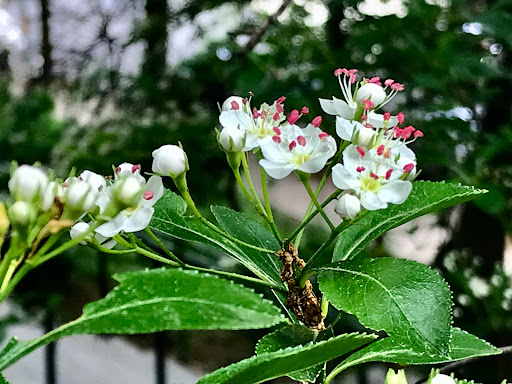 Park «Doughboy Park», reviews and photos, Woodside Ave, Woodside, NY 11377, USA