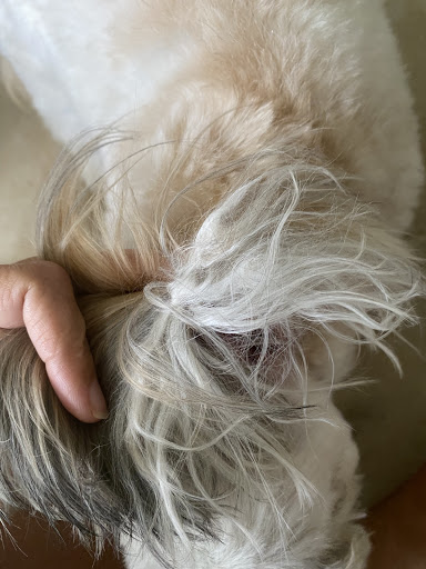 Pet Groomer «Good Dog Legacy LLC», reviews and photos, 19366 Robinwood Ln, Covington, LA 70433, USA