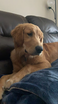 Lowcountry Pet Steps - Photo 7 - Car repair in , Charleston