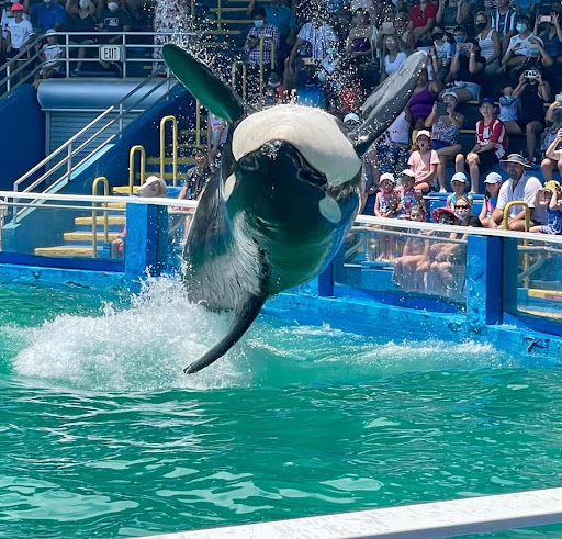 Tour Agency «Miami Swim With Dolphin Tours», reviews and photos, 247 SW 8th St, Miami, FL 33130, USA