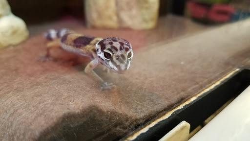 Pet Supply Store «PetSmart», reviews and photos, 7340 W 191st St, Tinley Park, IL 60487, USA