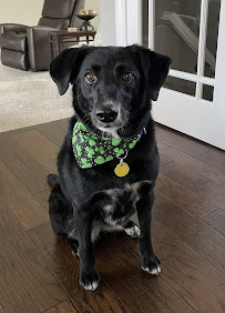 Ellen’s Dog Grooming - Photo 3 - Car repair in Bloomington, IL, Bloomington