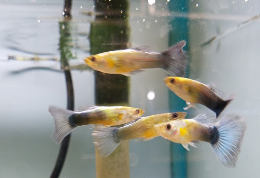 Tropical Fish Store «Pet Friendly Inc», reviews and photos, 845 Manitou Rd, Hilton, NY 14468, USA