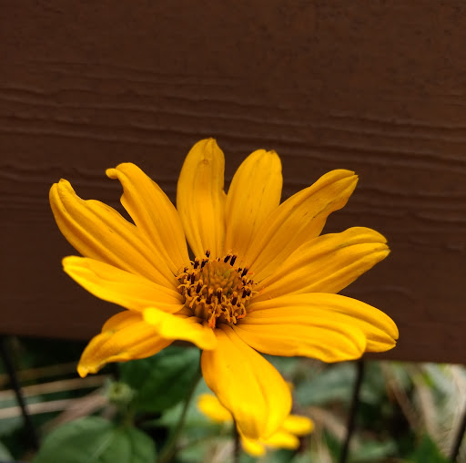 Park «Indian Boundary Park», reviews and photos, 2500 W Lunt Ave, Chicago, IL 60645, USA