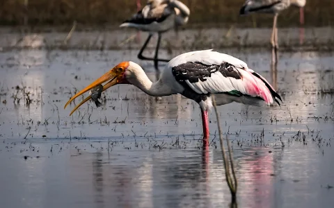 Bhigwan Birds sanctuary wildlife image