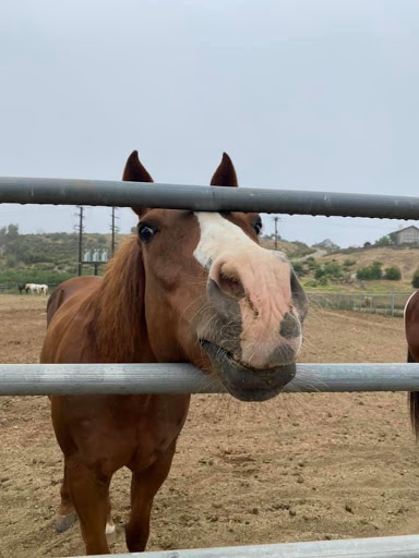 Horse rental service Temecula
