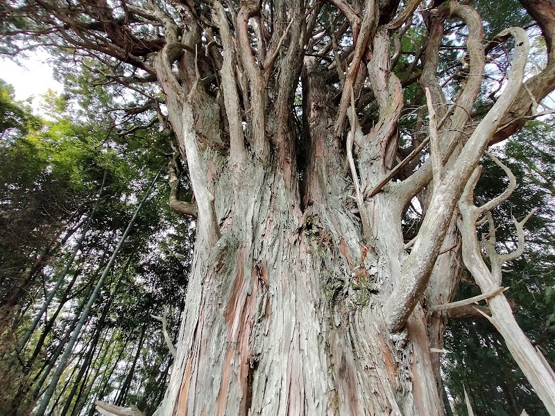 大藪山神のヒノキ,Hinoki cypress