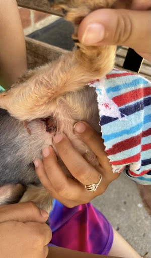 Pet Groomer «Doggie Style Bowtique», reviews and photos, 1713 Westport Rd, Kansas City, MO 64111, USA