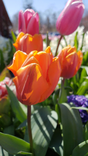 Garden Center «Copia Home and Garden», reviews and photos, 475 Smith Ridge Rd, South Salem, NY 10590, USA