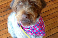 Cats Vs. Dogs Pet Grooming Salon - Photo 8 - Car repair in Grand Rapids, MI, Grand Rapids