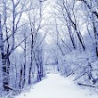 Snowflake Trail