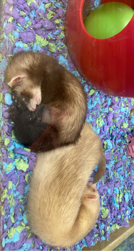 Pet Supply Store «Pet Supermarket», reviews and photos, 1185 W Granada Blvd, Ormond Beach, FL 32174, USA