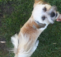 Kimberly's pet services - Photo 8 - Car repair in Round Lake Park, IL, Round Lake Beach